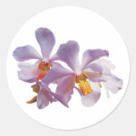 Orquídeas cor-de-rosa delicadas adesivos