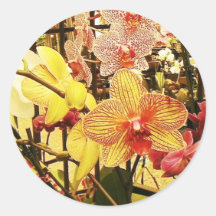 Orquídeas de Florida Adesivos Em Formato Redondos