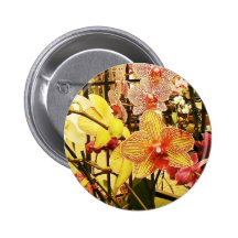 Orquídeas de Florida Boton