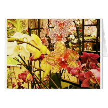 Orquídeas de Florida Cartões