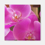 Orquídeas Imã