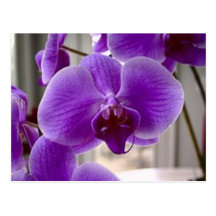 Orquídeas roxas cartao postal