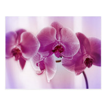 Orquídeas roxas cartoes postais