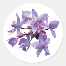 Orquídeas roxas com orvalho adesivos redondos