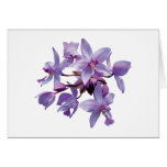 Orquídeas roxas com orvalho cartões