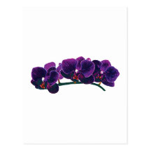 Orquídeas roxas escuras do Phalaenopsis Cartoes Postais