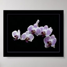 Orquídeas roxas impressão