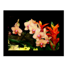 Orquídeas tropicais cartão postal