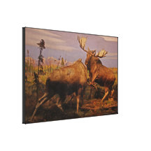 Os alces do Alasca Impressão De Canvas Envolvida