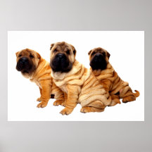 Os enrugamentos são poster bonito