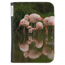 Os flamingos inflamam a caixa in-folio