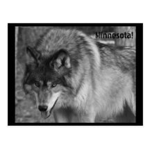 Os lobos de Minnesota! Cartão Postal