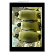 Os três pinguins cartao