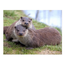 Otterly no cartão do amor cartões postais