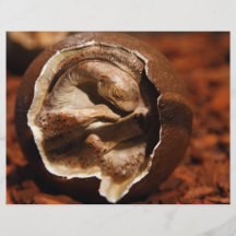 Ovo de dinossauro com embrião modelo de panfleto