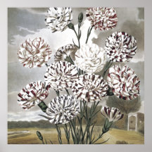 Oxygentees Botanica Posteres
