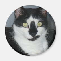 Paco o gatinho imãs de geladeira