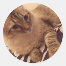 Padrões de etiquetas de um gato adesivo