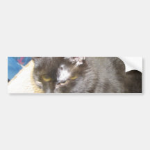 pagan o autocolante no vidro traseiro do gato adesivos