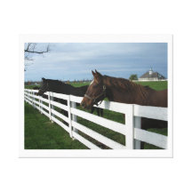 País do cavalo de Kentucky Impressão De Canvas Esticada