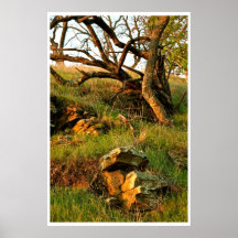 PAISAGEM DA QUEDA COM ÁRVORES E PEDREGULHOS POSTERS