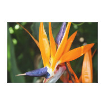Paixão no pássaro do ~ do paraíso da flor de paraí impressão em canvas