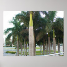 Palmas de Miami Posteres
