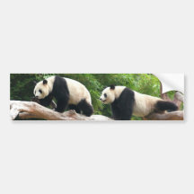 Panda gigante em uma fotografia do jardim zoológic adesivos