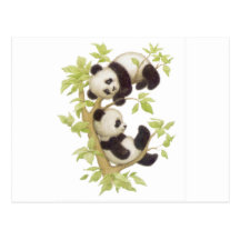 Pandas bonitos cartao postal