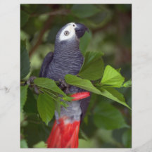 Papagaio das cinzas africanas panfleto personalizado