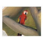 Papagaio vermelho cartão postal