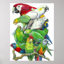 Papagaios e impressão dos Parakeets