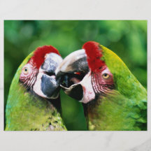 Papagaios Panfleto Personalizados