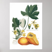 Papaia Posters