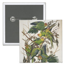 Parakeet de Carolina, dos "pássaros de América", 1 Pins