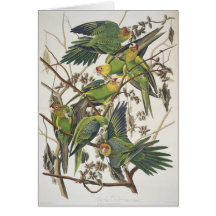 Parakeet de Carolina, dos "pássaros de América", 1 Cartões