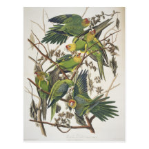 Parakeet de Carolina, dos "pássaros de América", 1 Cartões Postais