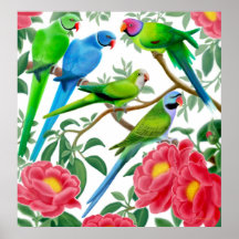 Parakeets e poster das peônias