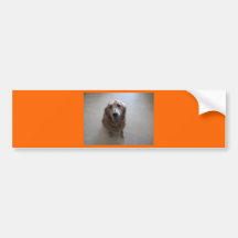 Pare a crueldade animal adesivos
