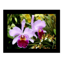 Pares de orquídeas cartões postais