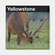 Parque nacional de Yellowstone Imãs