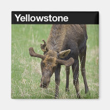Parque nacional de Yellowstone Imas