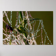 Partido da aranha poster