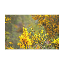 Passarinho do ouro e flores amarelas impressão de canvas envolvidas