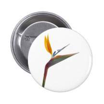 Pássaro da flor de paraíso (reginae do Strelitzia) Pins