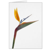 Pássaro da flor de paraíso (reginae do Strelitzia) Cartão
