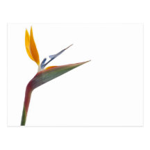 Pássaro da flor de paraíso (reginae do Strelitzia) Cartões Postais