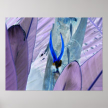Pássaro de paraíso azul posters