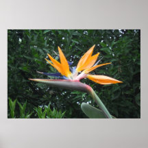 Pássaro do impressão do cartaz da flor de paraíso