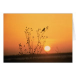 Pássaro no cartão da fotografia do por do sol
